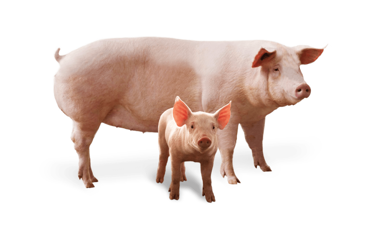 FURST STRIKE DIRECT™ for Swine - Furst-McNess Company