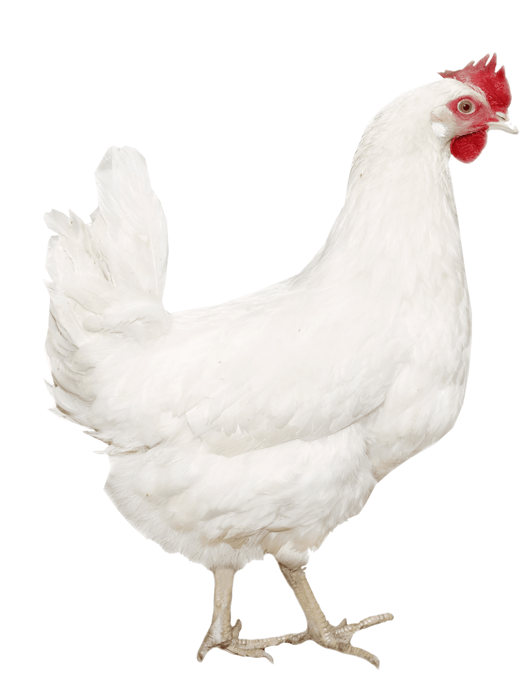 Equalize Poultry - Furst-mcness Company